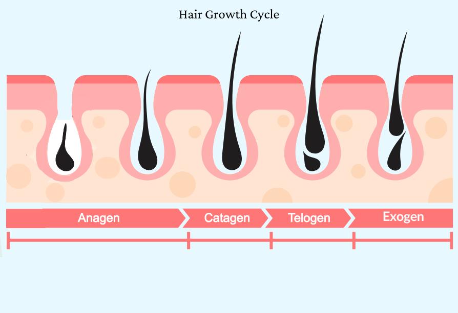 Hair Growth Cycle